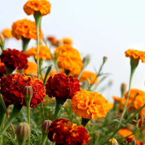 Sollmar Marigold Skincare