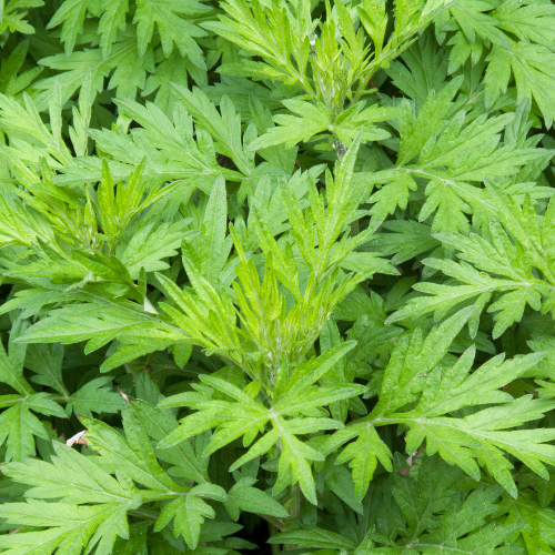Sollmar Mugwort Skincare