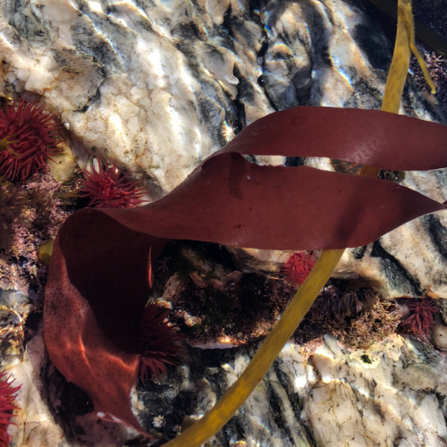 Seaweed Dulse Skincare Sollmar
