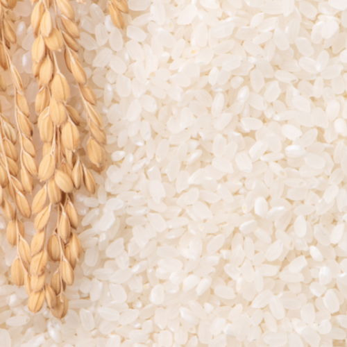 Rice Skincare Sollmar 